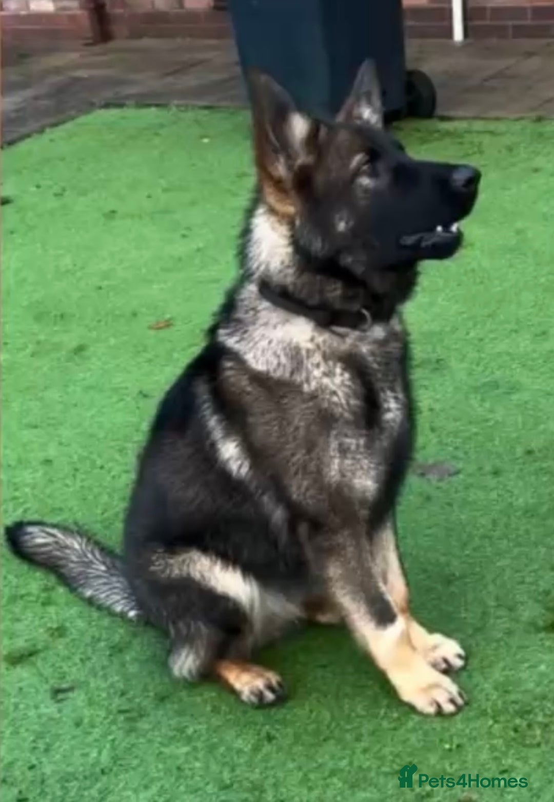 German Shepherd dogs for sale: German Shepherd's from DDR and Czech bloodlines.  - Image 5