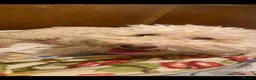 Cockapoo dogs for sale: Health tested Choc, sable & phantoms cockapoos  - Advert 32