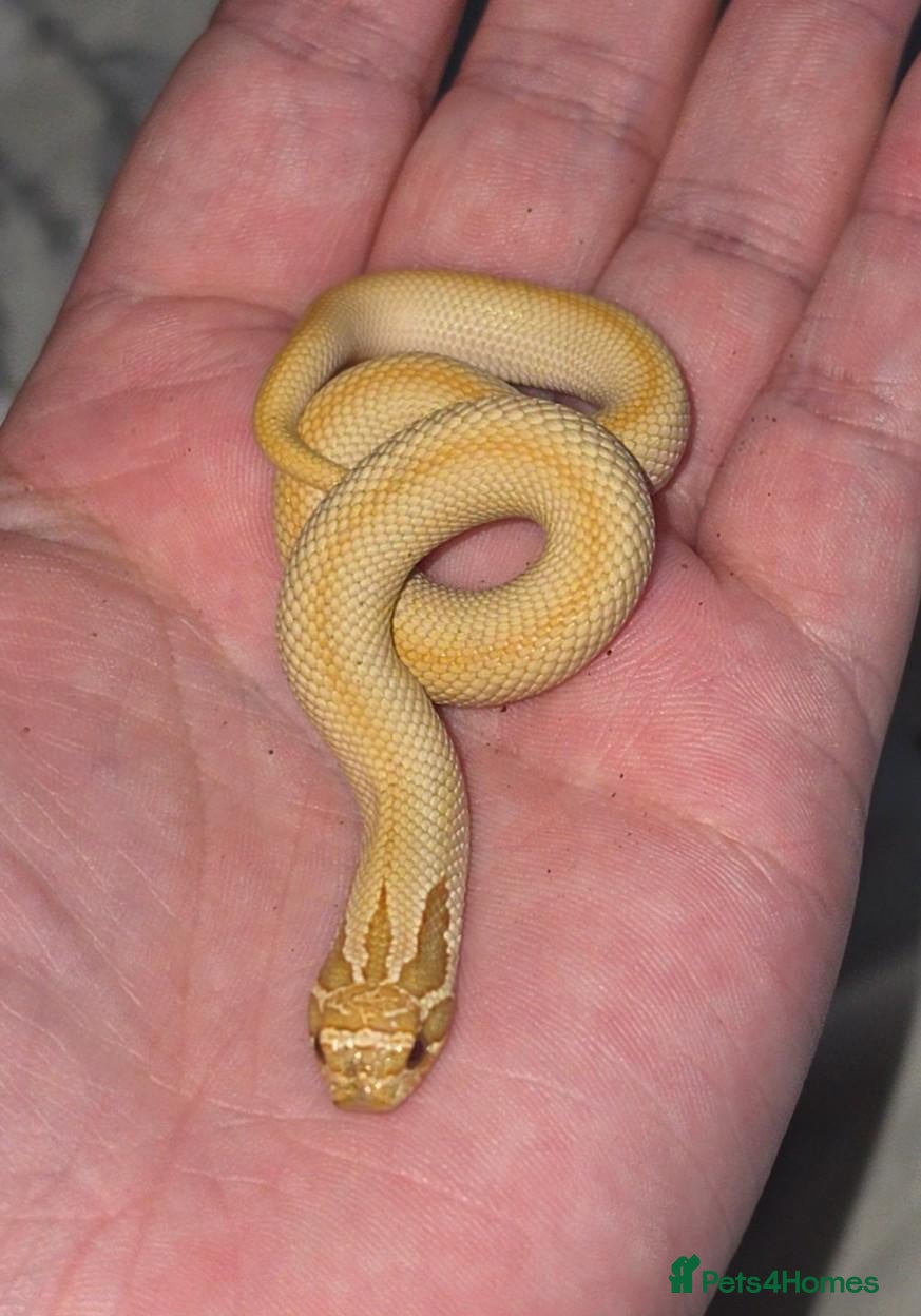 Corn Snake reptiles for sale: palmetto cornsnake+2 hognose snakes - Advert 2