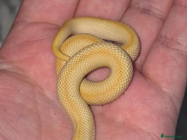 Corn Snake reptiles for sale: palmetto cornsnake+2 hognose snakes - Advert 1