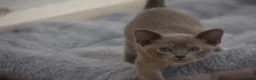 Burmese cats for sale: Affectionate Burmese boys - Advert 3