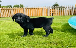 Labrador Retriever dogs for sale: KC Registered Labrador Babies 🐾🐾🐾 - Image 5
