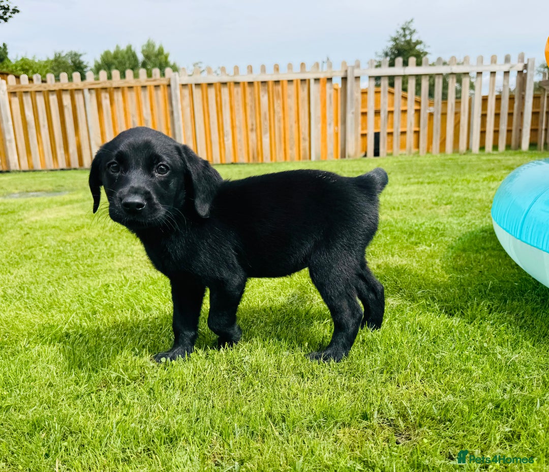 Labrador Retriever dogs for sale: KC Registered Labrador Babies 🐾🐾🐾 - Image 5