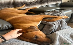 Mixed Breed dogs for sale: Maple is looking for her forever home - Advert 3