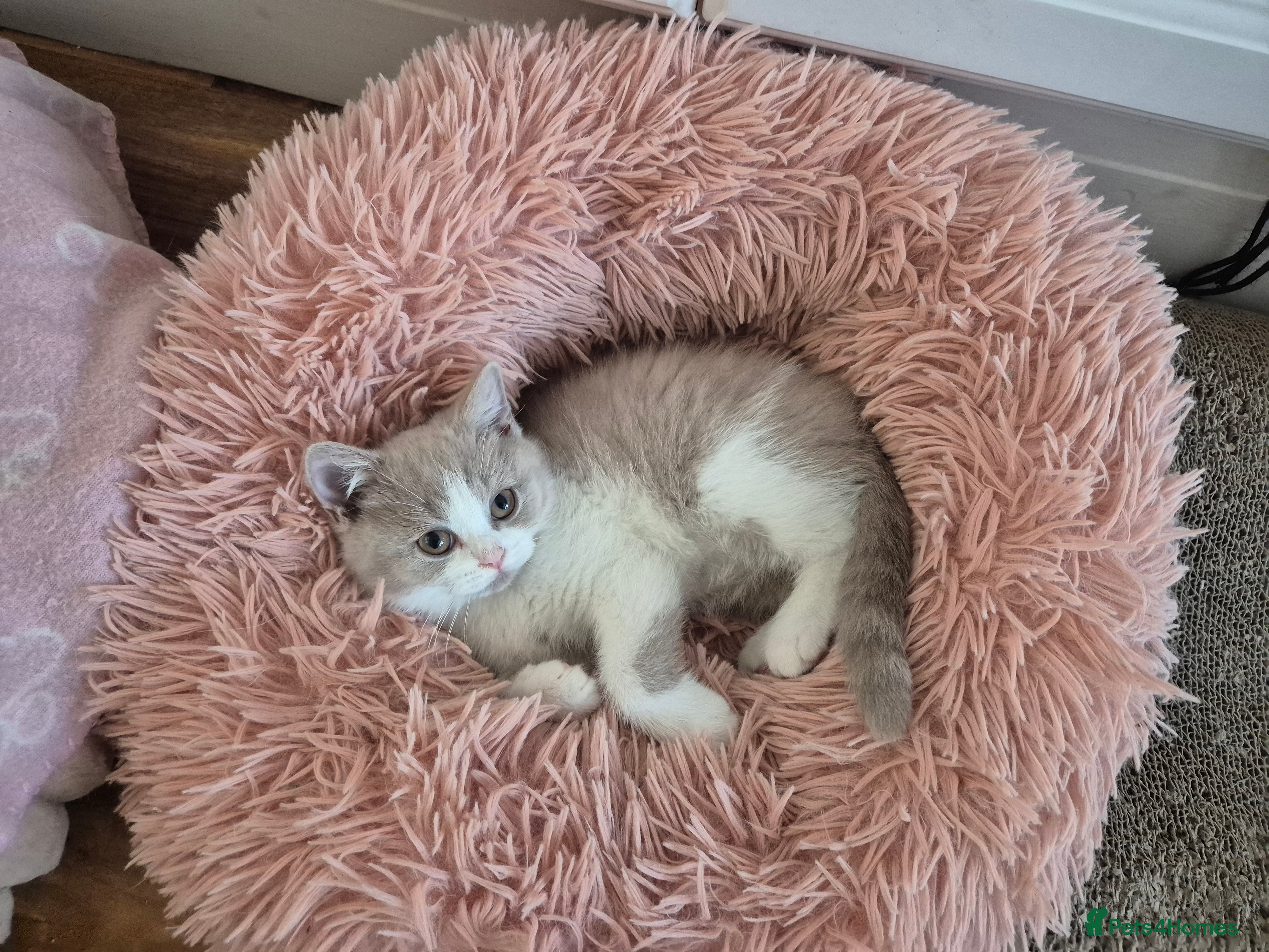 British Shorthair cats Ready! From GCCF parents with champions in line - Advert 2