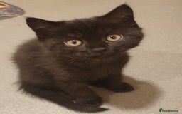 Scottish Fold cats for sale: Adorable kuttens❤ - Advert 2