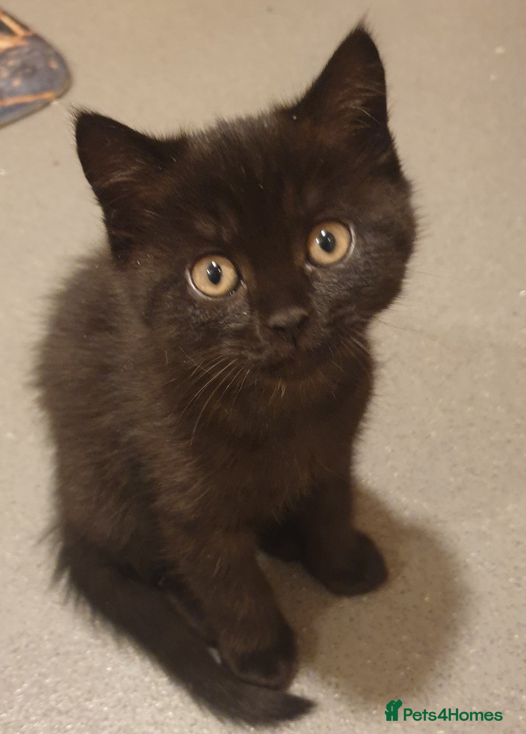 Scottish Fold cats for sale: Adorable kuttens❤ - Advert 2