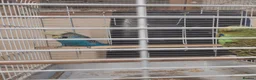Budgerigars birds for sale: Pair of beautiful budgies for sale  in Nottingham - Advert 2