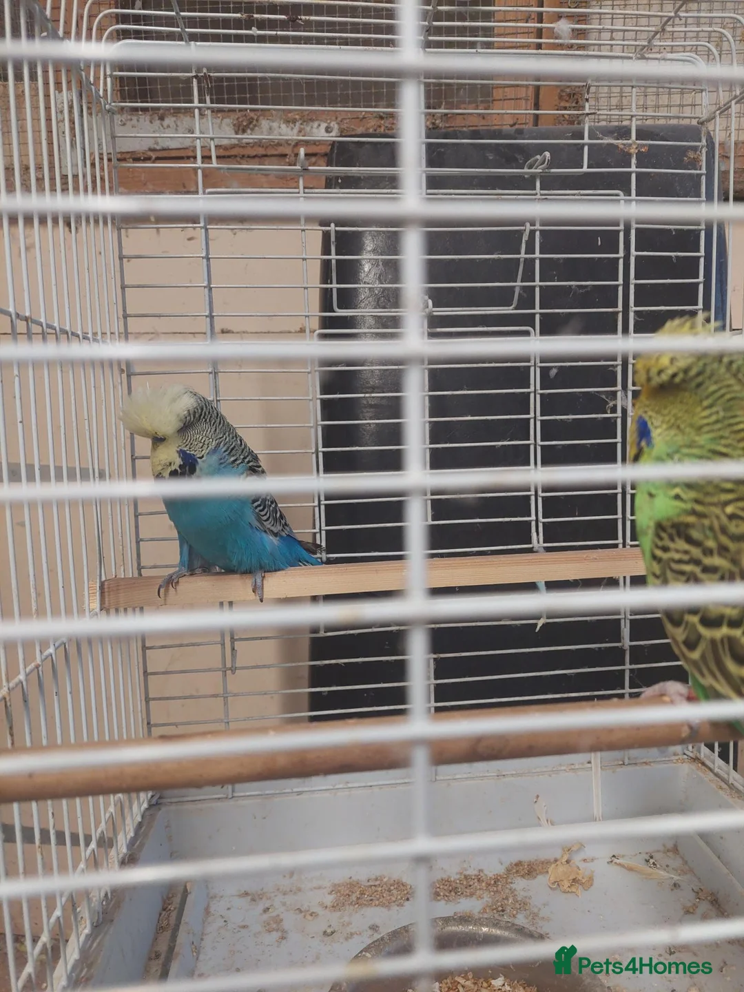 Budgerigars birds for sale: Pair of beautiful budgies for sale  in Nottingham - Advert 2