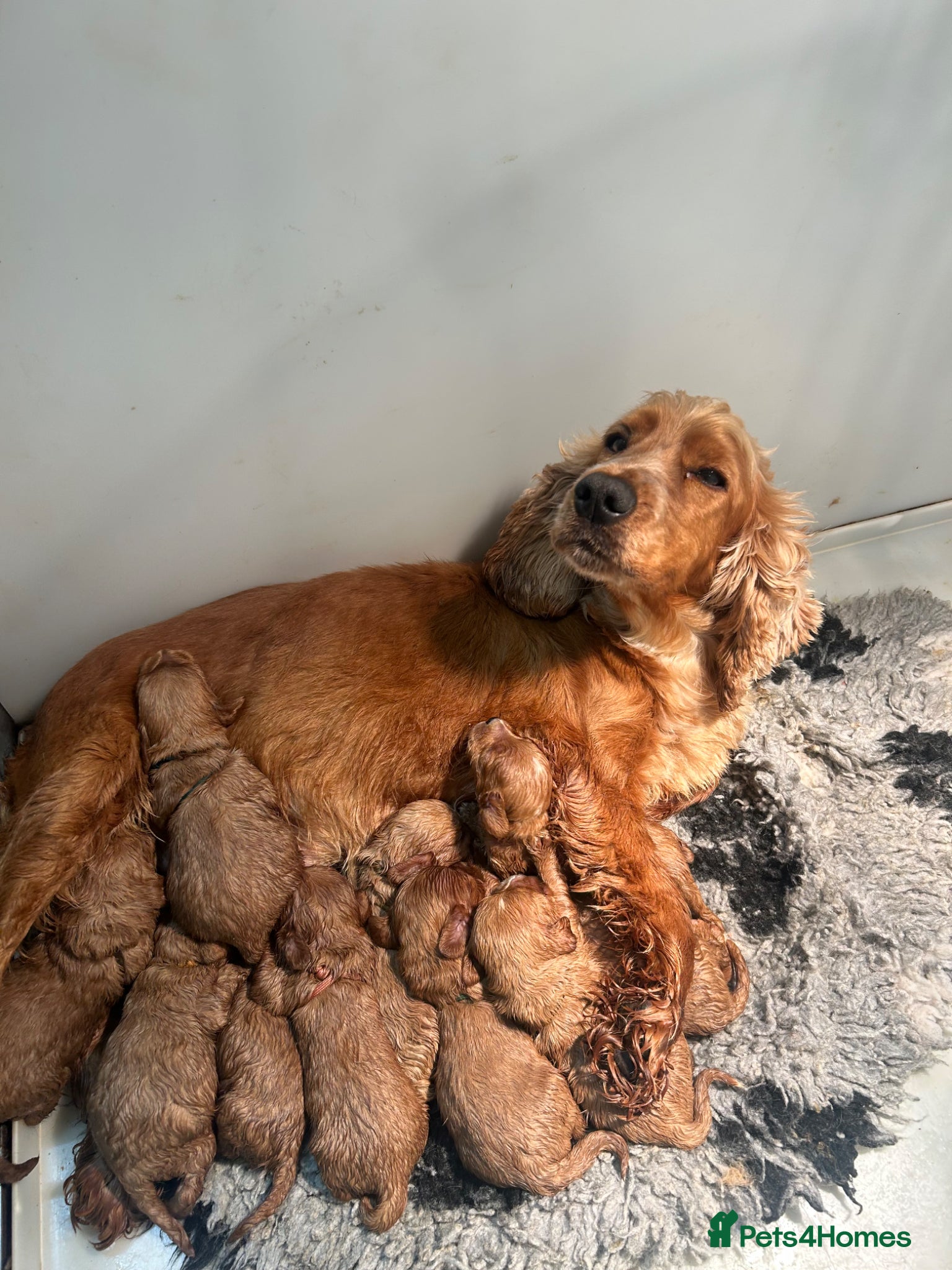 Cockapoo dogs 5⭐️ Licensed breeder. F1 cockapoo PRA Clear - Advert 1