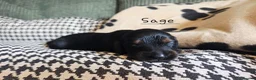 Miniature Dachshund dogs for sale: Stunning KC Registered Longhaired Mini Dachshunds - Advert 12