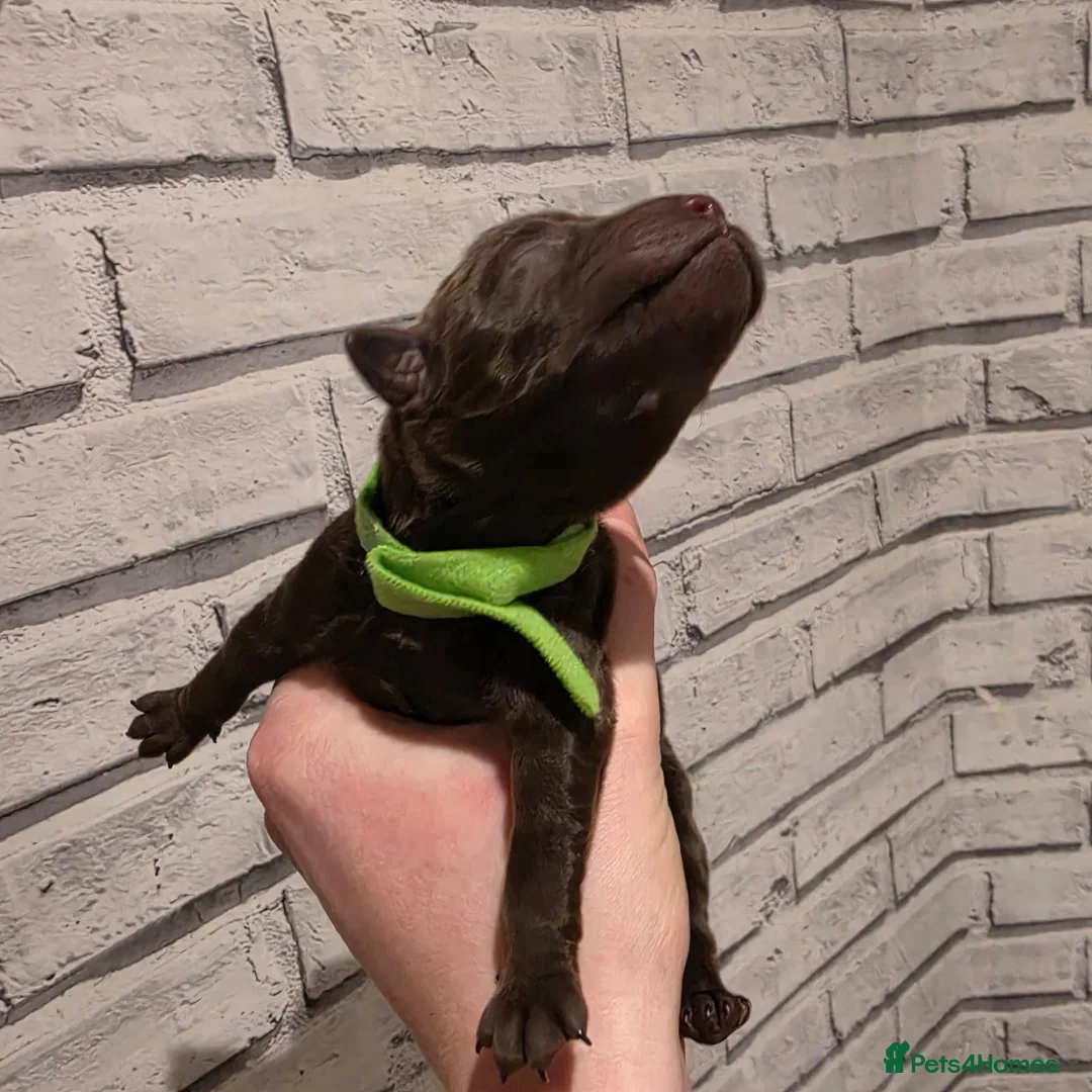 Labrador Retriever dogs for sale: Kc registered labradors  - Advert 2