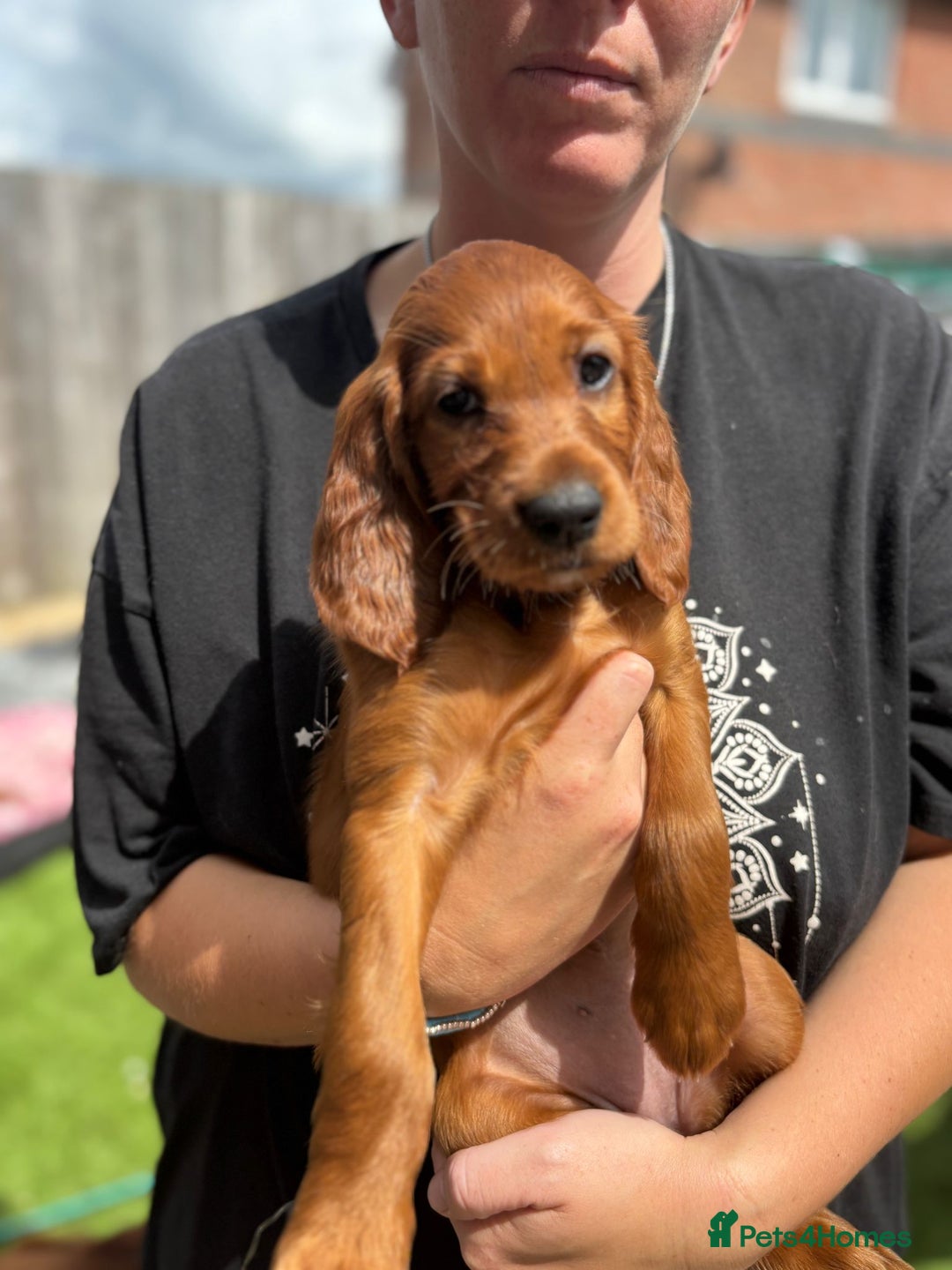Irish Setter dogs for sale: KC Irish Setter Puppies  - Image 5