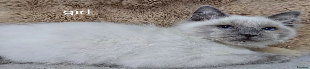 Ragdoll Kitten 1 girl 