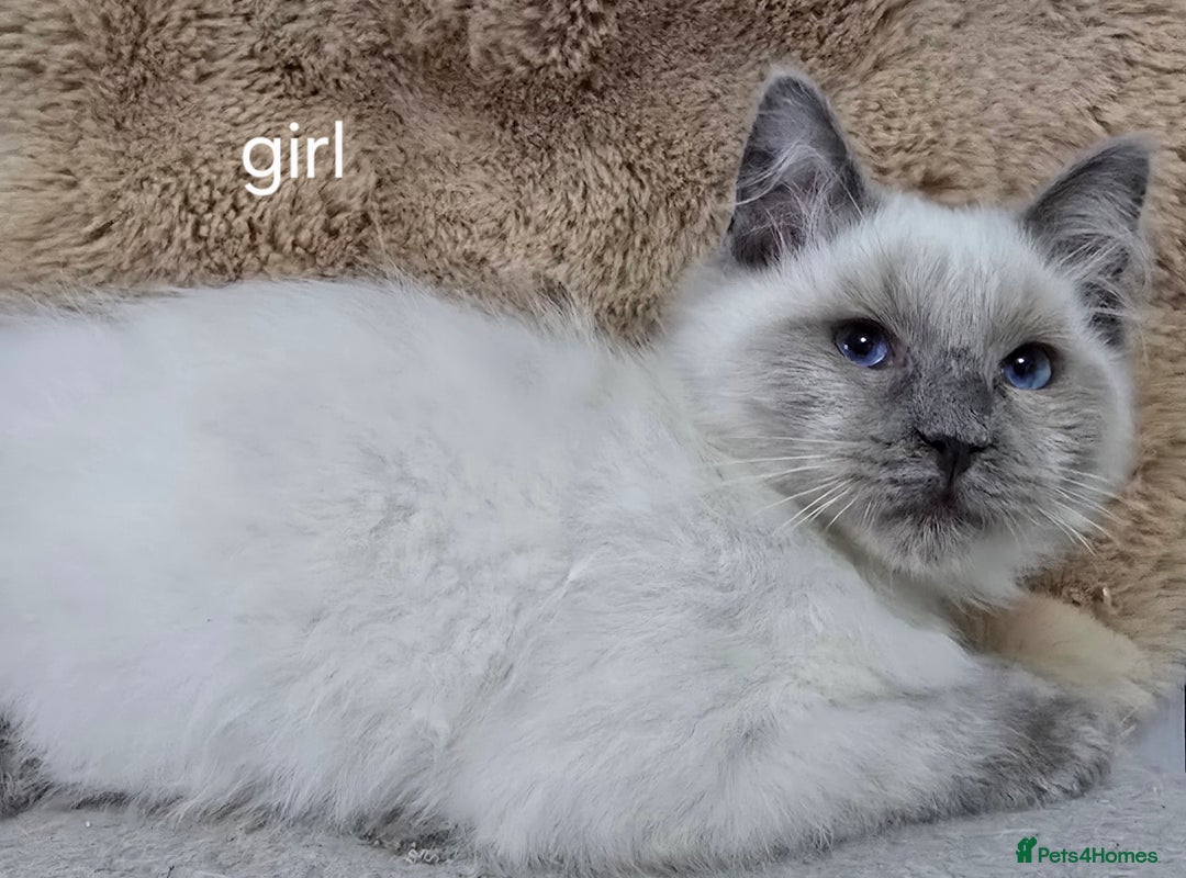 Ragdoll cats for sale: 3 ragdoll kittens  - Image 6