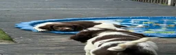 English Springer Spaniel dogs for sale: Boy 5th Gen Liver and White ESS Puppies - Advert 21