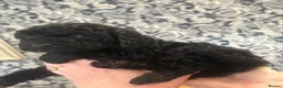 Cockapoo dogs for sale: Beautiful blue eyed cockapoo puppies in Maidstone - Advert 11