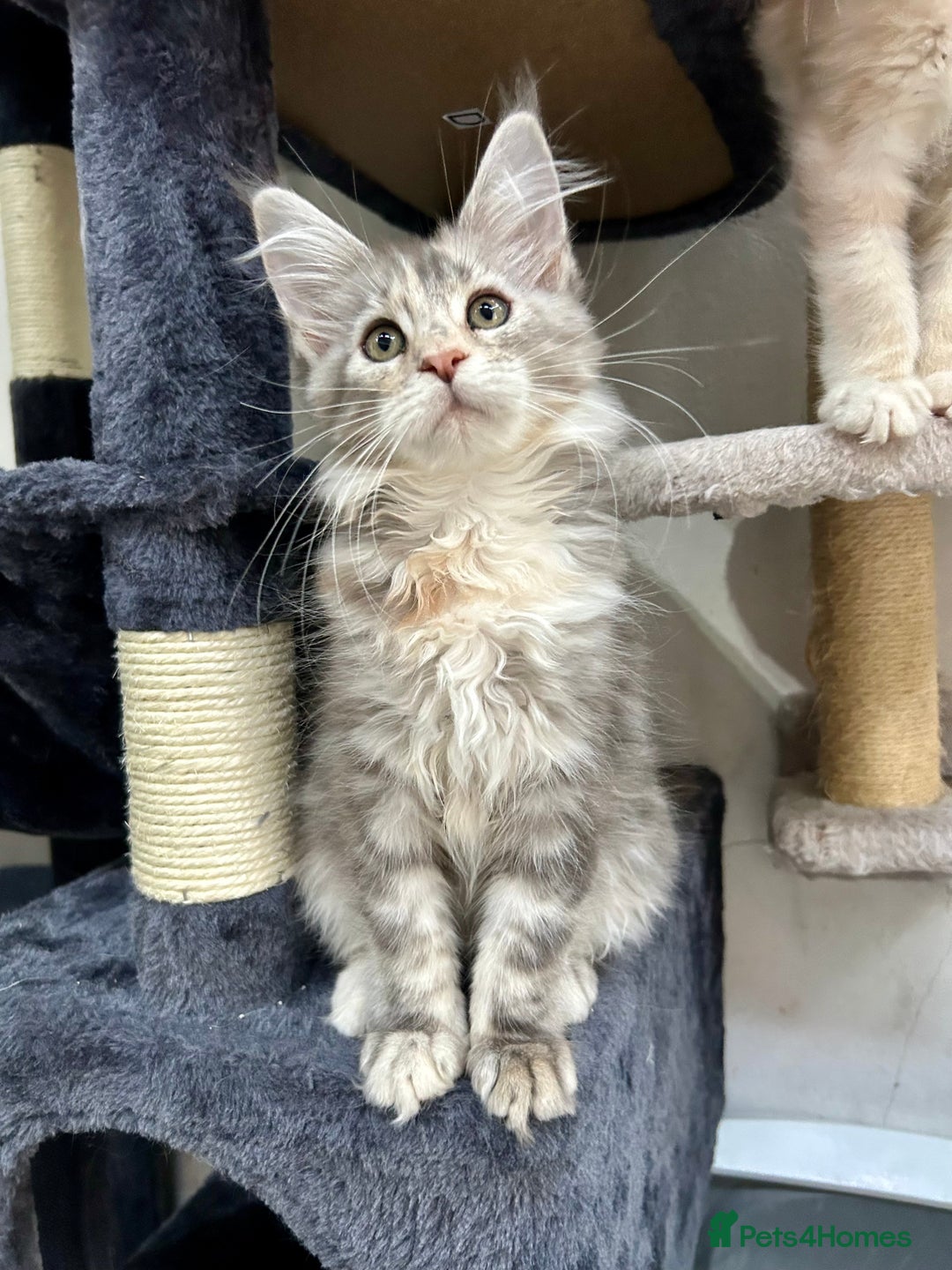 Maine Coon cats for sale: Pedigree TICA Registered Maine Coon Kittens - Image 25