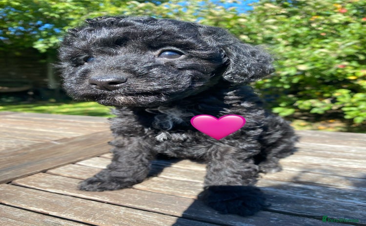 Miniature Poodle dogs - Advert 9
