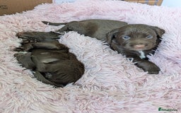Sprocker dogs for sale: F1 health tested working Sprockers - Image 10