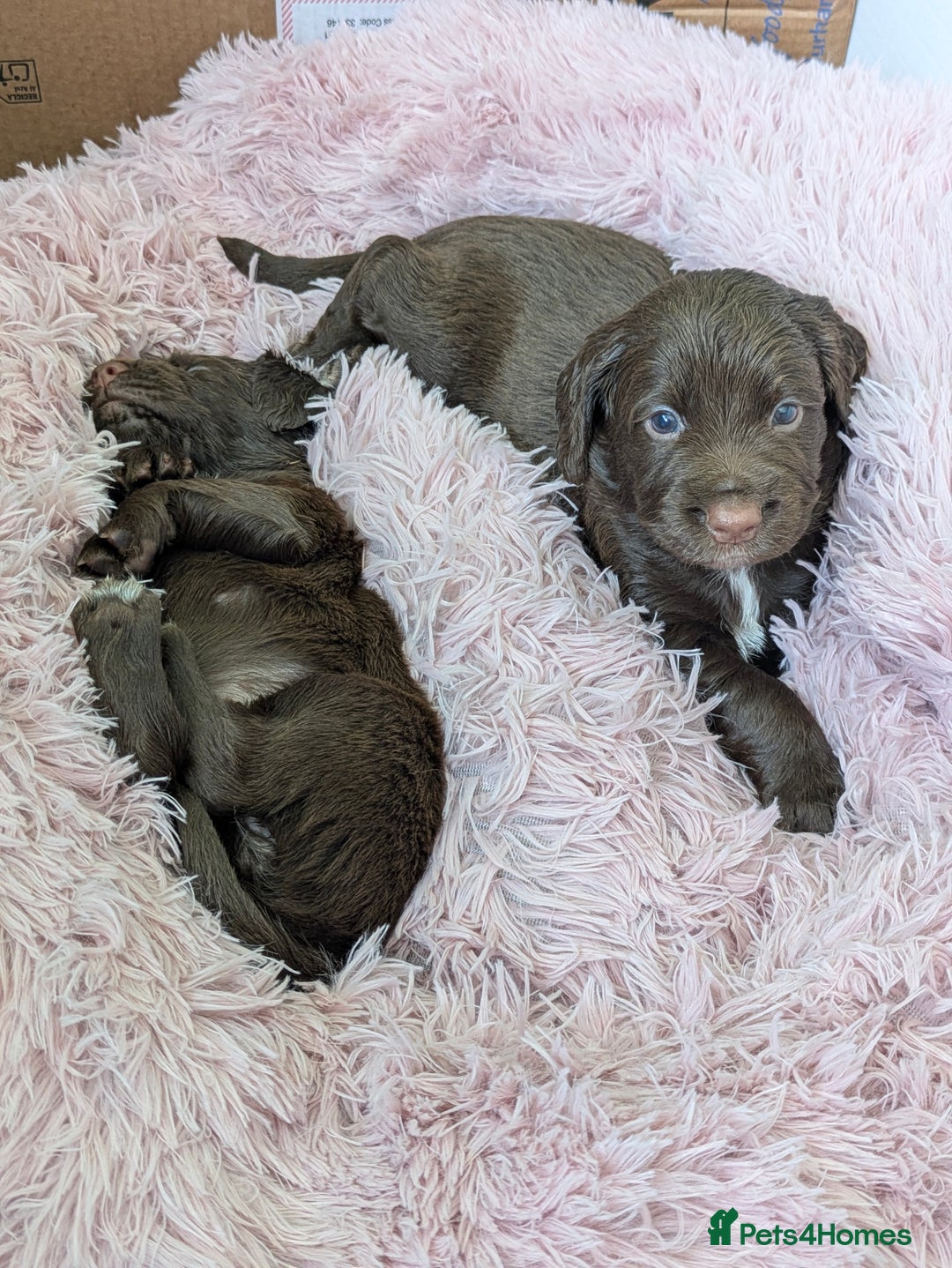 Sprocker dogs for sale: F1 health tested working Sprockers - Image 10