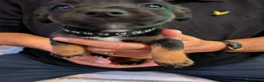 Jack Russell 4