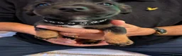 Jack Russell dogs for sale: Jack Russel puppies  - Advert 6
