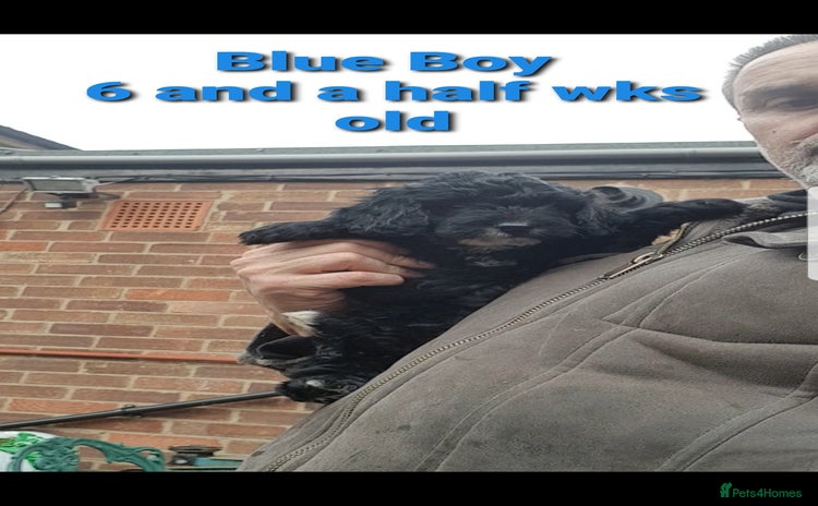 Sproodle dogs - Advert 4