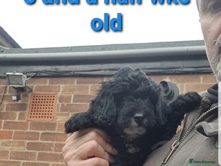 Sproodle dogs - Advert 9