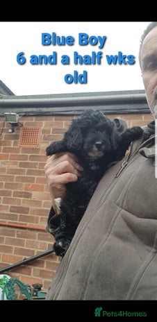 Sproodle dogs - Advert 4