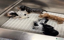 Cocker Spaniel dogs for sale: Beautiful kc registered show cocker spaniels - Image 17