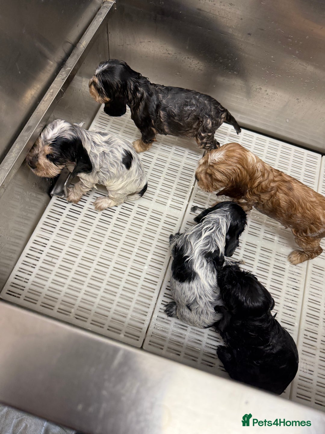 Cocker Spaniel dogs for sale: Beautiful kc registered show cocker spaniels - Image 17