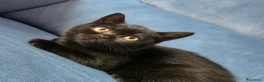 British Shorthair Kitten 5