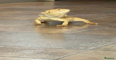 Bearded Dragon reptiles - Advert 1