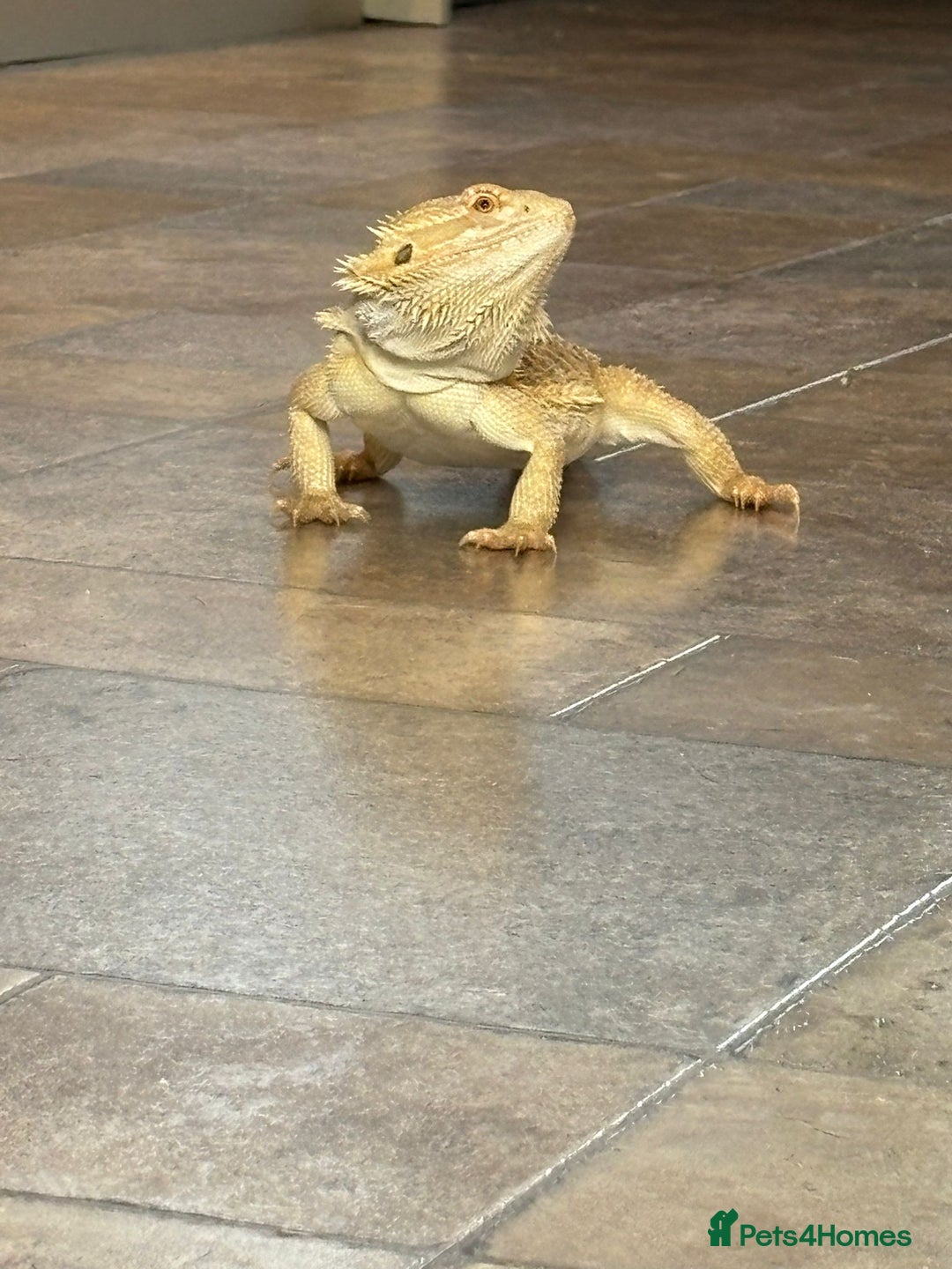 Bearded Dragon reptiles for sale: Barry The Bearded Dragon - looking for a new home - Image 2