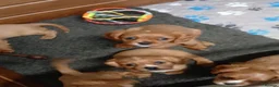 Cavalier King Charles Spaniel dogs for sale: Cute Cavalier boys guaranteed healthy by the vet   - Advert 16