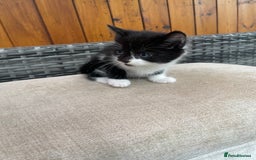 Mixed Breed cats for sale: Two male tuxedo kittens  - Image 8