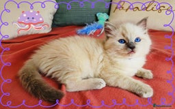 Ragdoll cats for sale: Top-Quality Pedigree Ragdoll Kittens - 3 AVAILABLE - Image 31