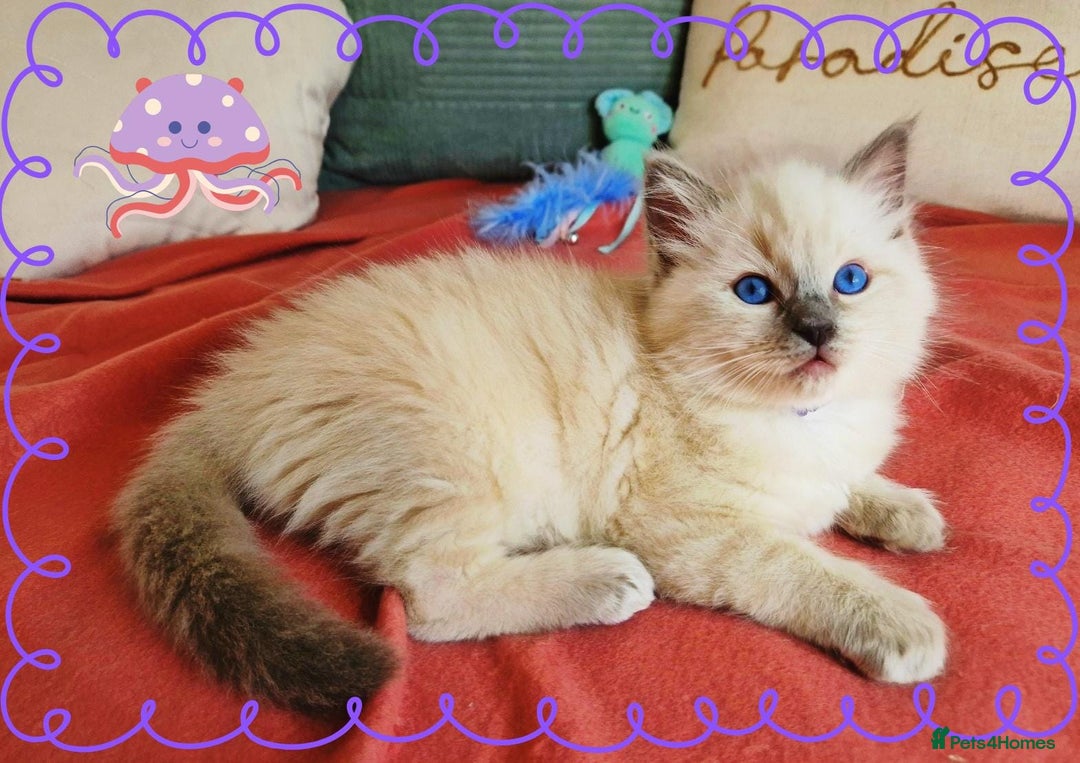 Ragdoll cats for sale: Top-Quality Pedigree Ragdoll Kittens - 3 AVAILABLE - Image 31