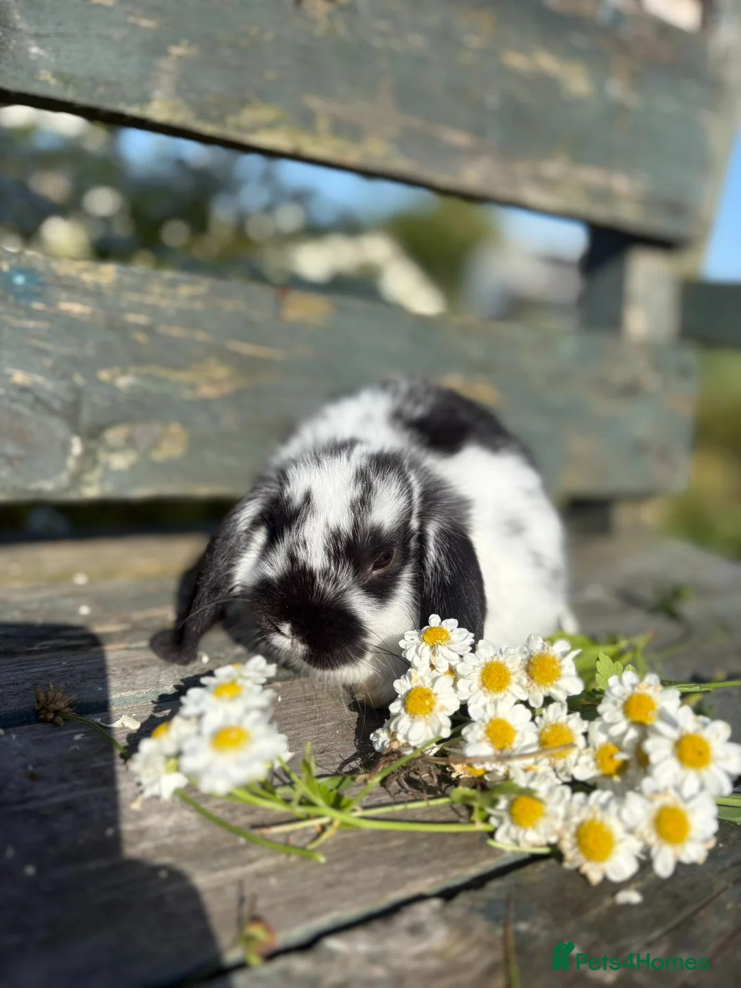 Mini Lop rabbits for sale: Baby Mini Lops - Advert 2