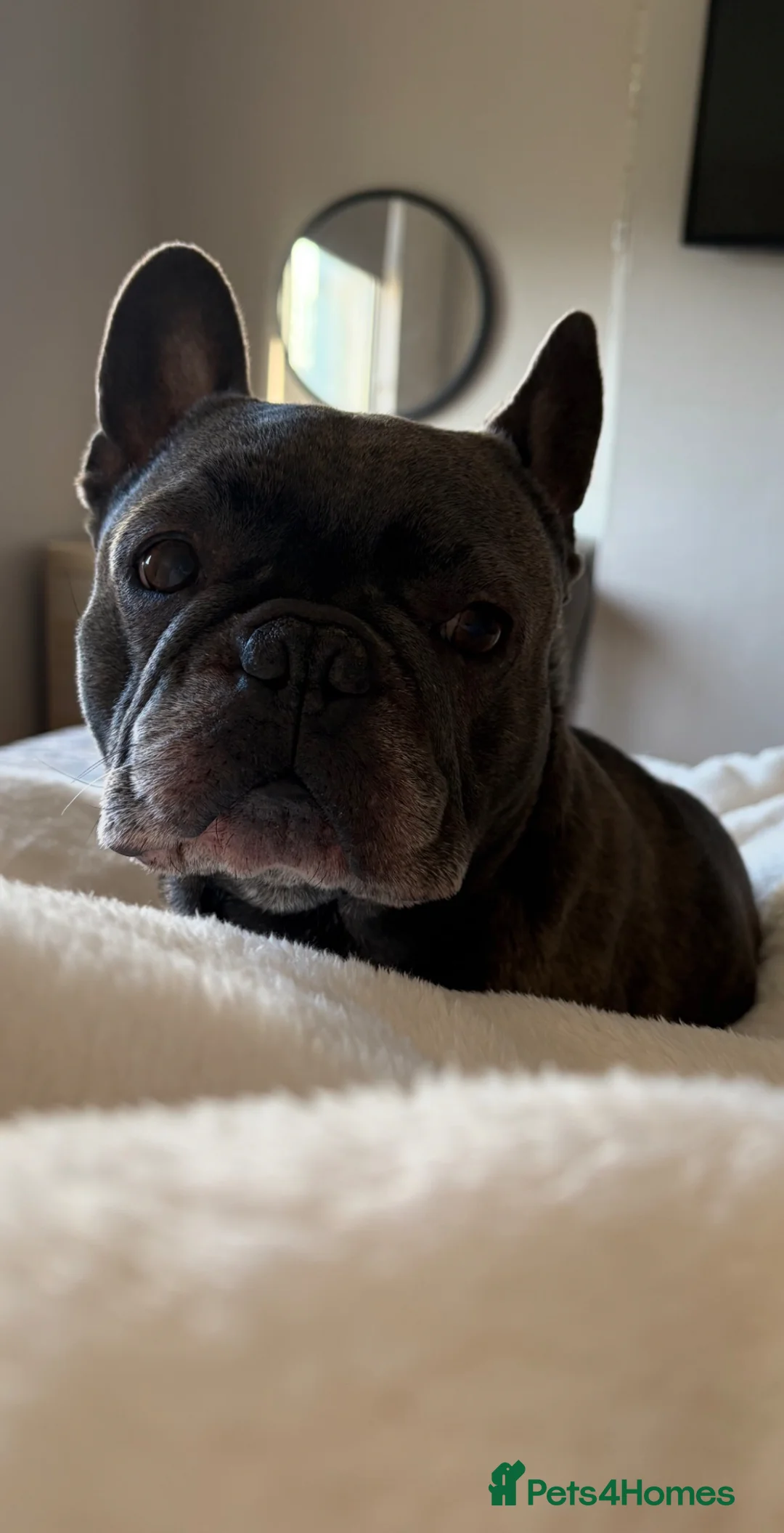French Bulldog dogs for stud: French bull dog stud  in Brighton - Advert 2