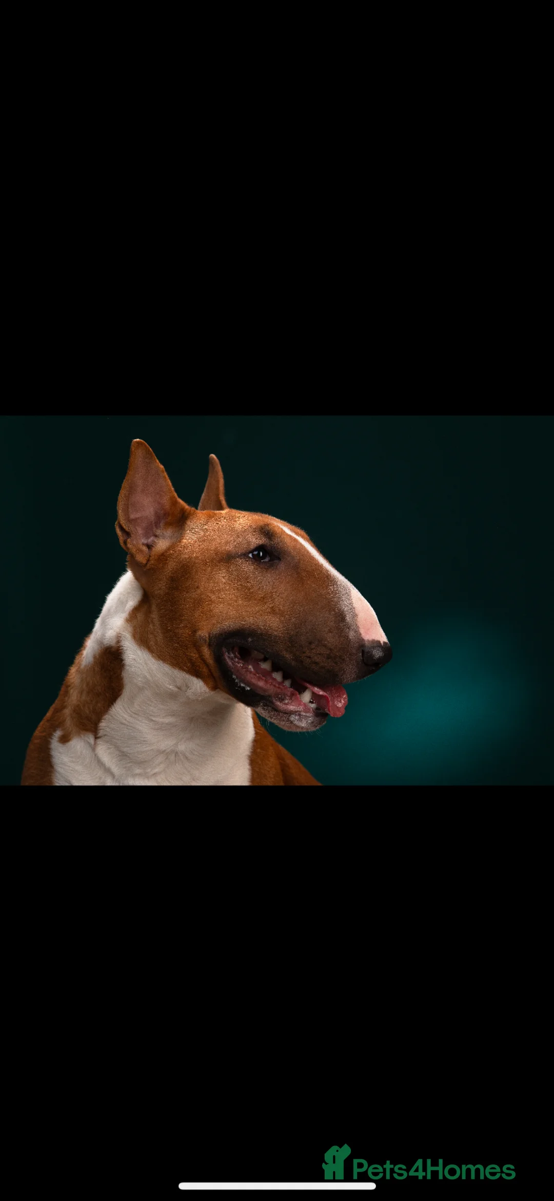 English Bull Terrier dogs for stud: Reggie  - Advert 12