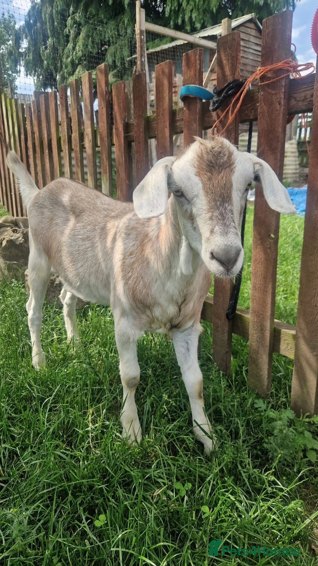 Goats livestock for sale: Oliver - Advert 4