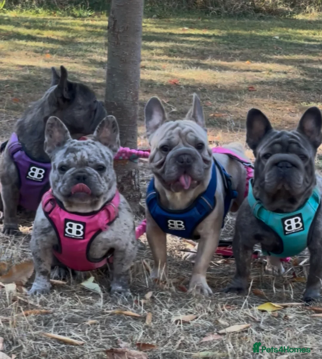 French Bulldog dogs for stud: HIGHEST QUALITY AVAILABLE  in London - Advert 1