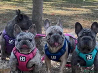 French Bulldog dogs HIGHEST QUALITY AVAILABLE in London - Advert 19