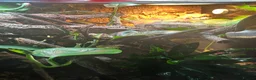 Gecko reptiles for sale: Pair Breeding Giant Madagascan Day Gecko (HighRed) - Advert 7