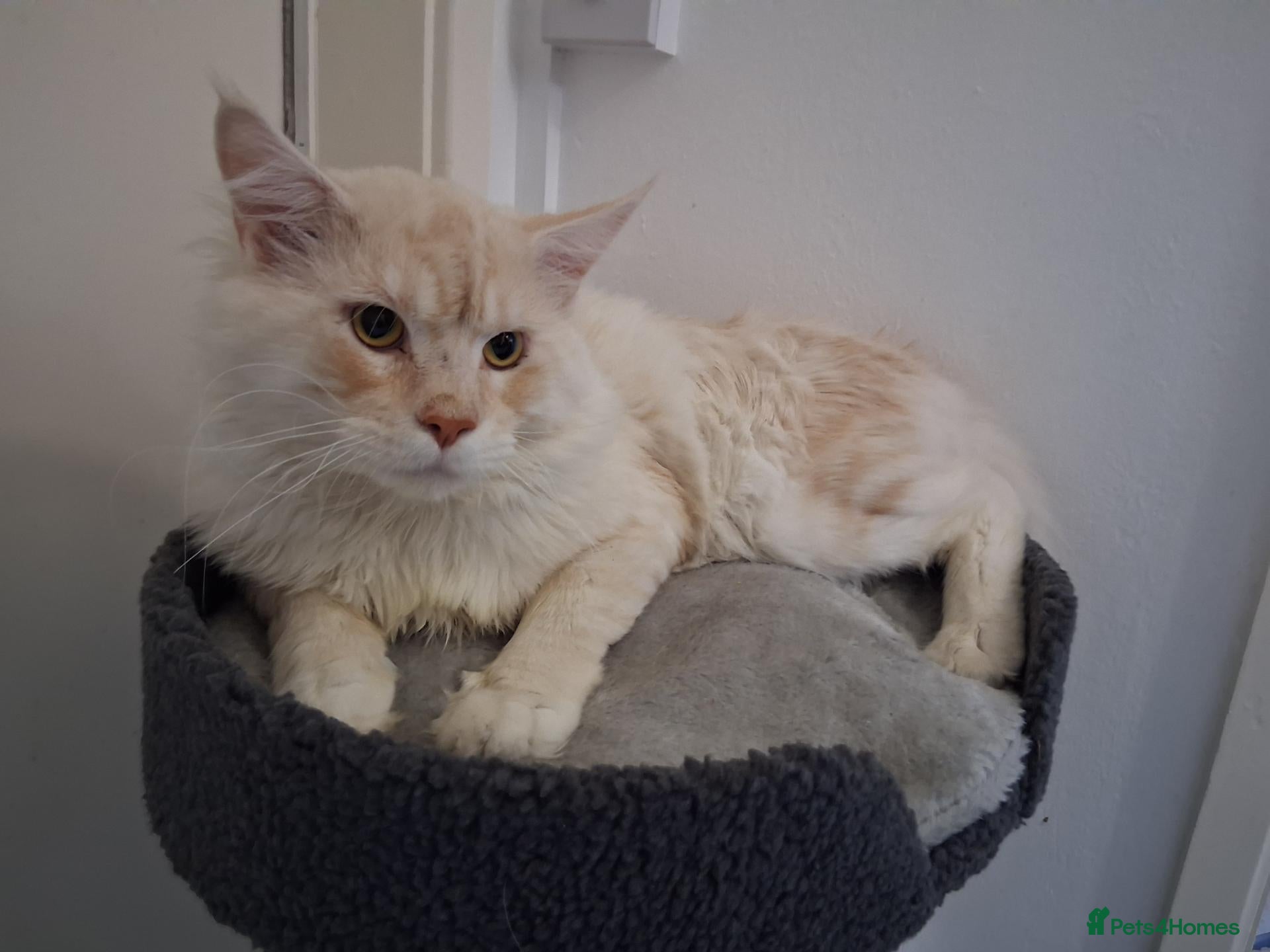 Maine Coon cats for stud: MAINECOON STUD - Advert 15
