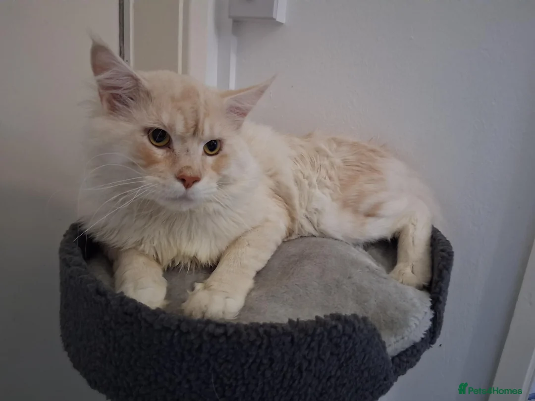 Maine Coon cats for stud: MAINECOON STUD - Advert 1