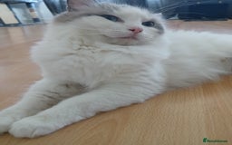 Ragdoll cats for sale: Blue Bicolour Ragdoll Queen - Image 1