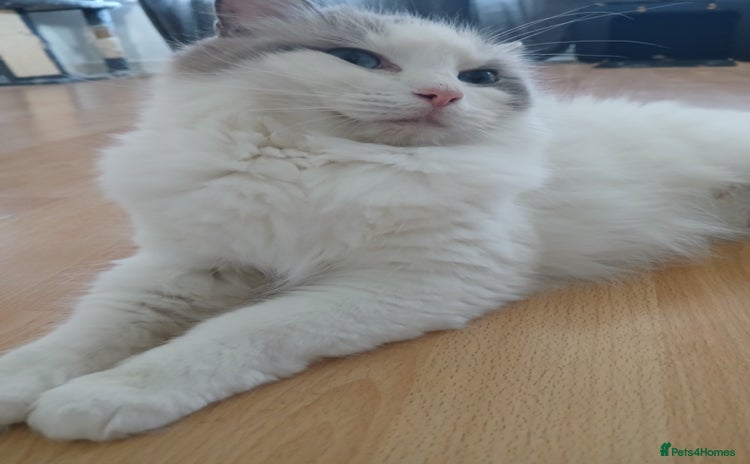 Ragdoll cats - Advert 6